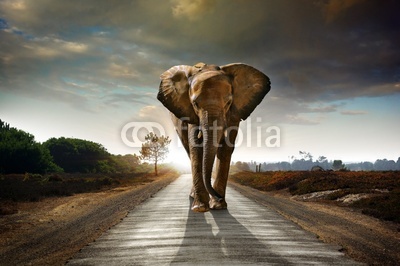 Walking Elephant