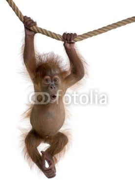 Baby Sumatran Orangutan hanging on rope against white background