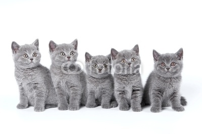British Shorthair kittens sitting on a white background in a stu