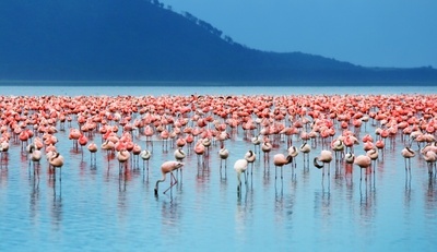 African flamingos