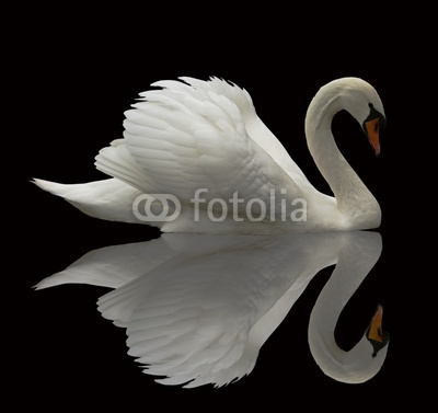 Reflected Swan