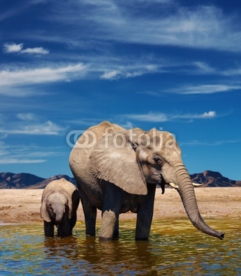 Elephants at watering