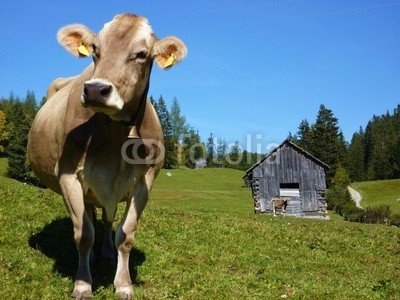 Kuh auf der Alm