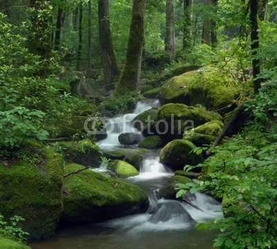 Mossy waterfall