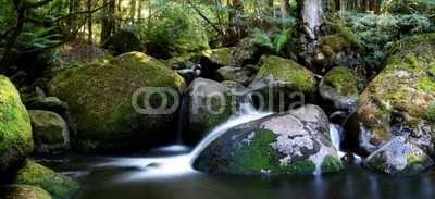 rainforest river panorama