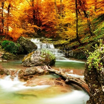 Autumn creek woods with yellow trees