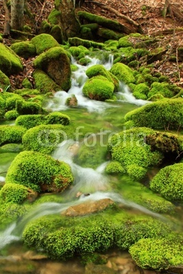 Mountain stream, mossy stones