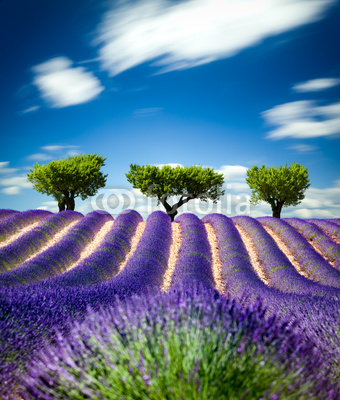 Lavande Provence France / lavender field in Provence, France