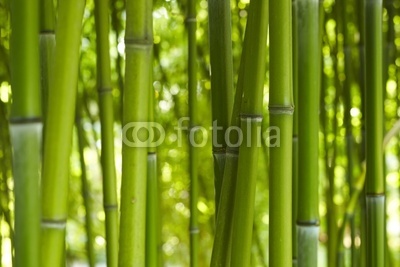 Bambus Bamboo 06