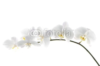 Beautiful  white orchid