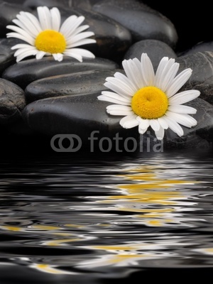 blumen, steine und wasser