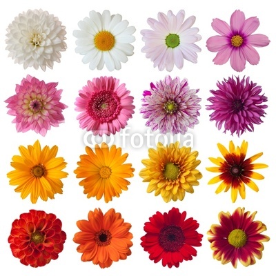 Collection of daisies