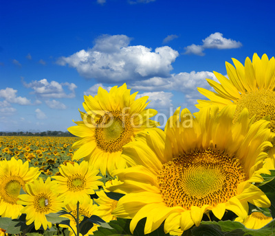 Some yellow sunflowers against a wide field and the blue sky
