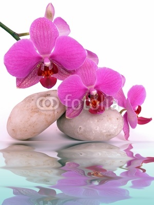 Wasser,Orchidee