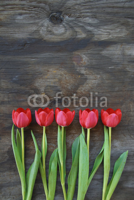 tidy tulips on a old wood background