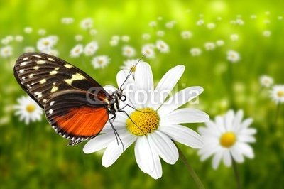 Schmetterling 99