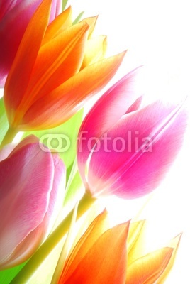 Spring tulips