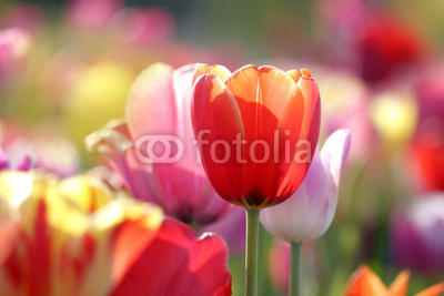 tulpen