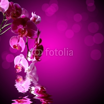 Orchidée rose, fond violet