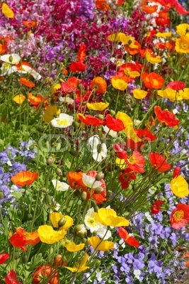 Bunte Blumenwiese mit farbigem Mohn