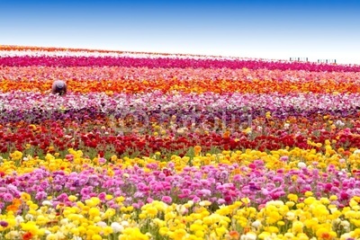 Flower field