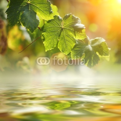 Grape leaves over water background, closeup.