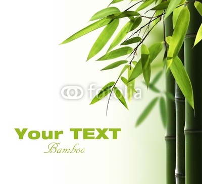 Bamboo