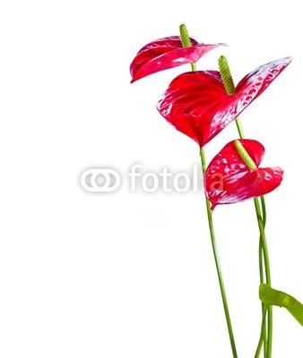 Anthurium/Flamingo flowers isolated on white