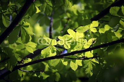 illuminated green leaves on branch