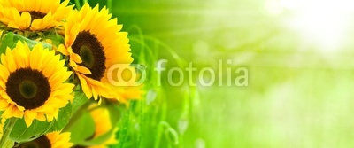 nature et énergie - fleurs de tournesols sur fond vert
