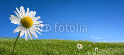 Picturesque summer landscape and daisy flowers