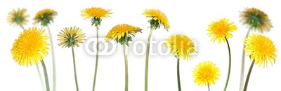 dandelions (taraxacum officinale)