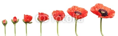 Red Poppies in a row. Isolated on white