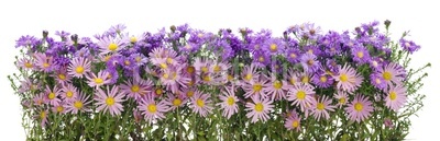 Border from  pink and violet chrysanthemums