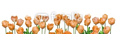 tulipes orange panoramiques