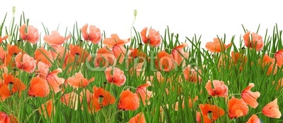poppy flowers and green grass as a background