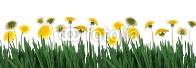 green grass and dandelions