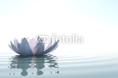 Zen flower loto in water