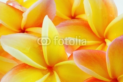 fleurs orange de frangipanier