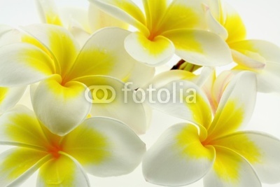 fleurs blanches et jaunes de frangipanier
