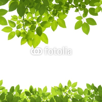 Green Leaves Border on white background