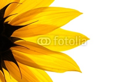 sunflower detail isolated on white background