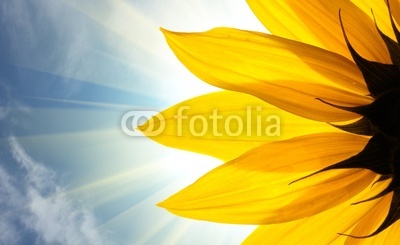 Sunflower in rays of sun over sky background