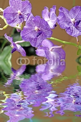 tige d'orchidée mauve