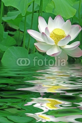 bassin aux lotus