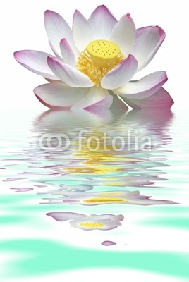 fleur détourée de lotus posée sur l'eau