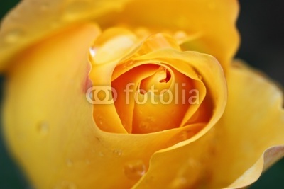 bouton rose jaune
