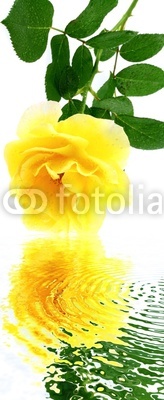 reflets de rose jaune, fond blanc