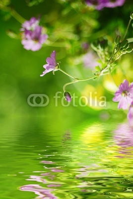 Pink wildflowers reflecting in the water