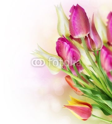 Spring Tulip Flowers border design